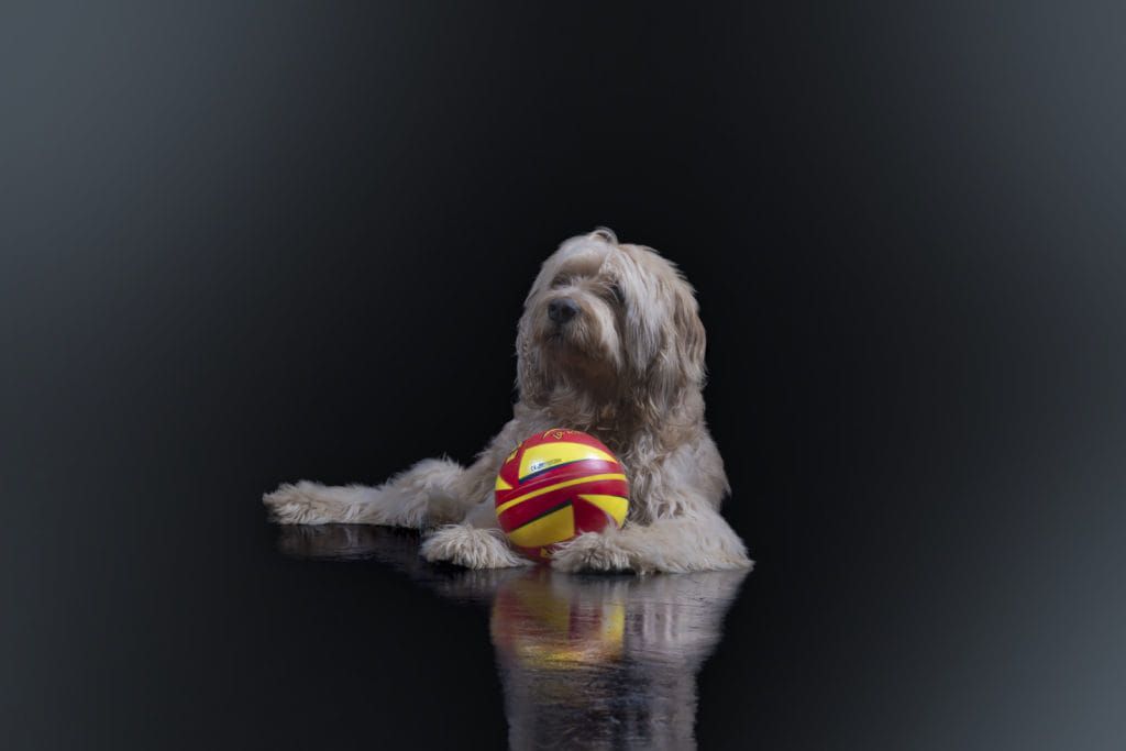 fotografía de un perro en  sesiones de fotografia de mascotas 