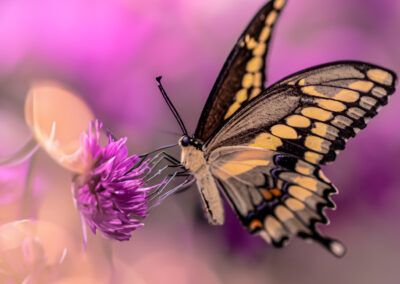 mariposa, flor púrpura, naturaleza, insecto, macrofotografía, primavera, colores pastel, bokeh, delicadeza, polinización, jardín, belleza natural, alas, fauna, vida silvestre, serenidad, romanticismo, color rosa, color violeta, detalle, fotografía artística, naturaleza viva, equilibrio, tranquilidad, floral, elegante, libertad, entorno natural, armonía, contemplación