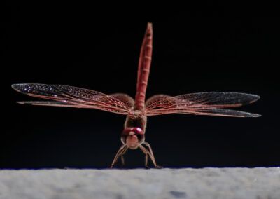 libélula, insecto, macro, fotografía macro, alas transparentes, simetría, fondo negro, detalle, naturaleza, fauna, insecto volador, precisión, minimalismo, composición artística, textura, alas, color rojo, retrato de insecto, fotografía de naturaleza, vida silvestre, enfoque selectivo, elegancia, equilibrio, belleza natural, observación, creatividad, microcosmos, entomología, arte visual, contraste