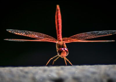 libélula, insecto, macrofotografía, alas, detalle, naturaleza, insecto volador, fotografía artística, color cálido, enfoque selectivo, fauna, entomología, textura, transparencia, vida silvestre, minimalismo, composición simétrica, retrato animal, delicadeza, belleza natural, observación, alas transparentes, fotografía de fauna, creatividad, equilibrio, naturaleza salvaje, insecto rojo, microdetalle, arte visual, precisión