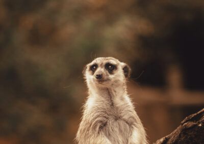 suricata, animal exótico, mamífero, naturaleza, tonos cálidos, retrato animal, fauna salvaje, África, vigilancia, curiosidad, vida silvestre, fotografía artística, fondo desenfocado, bokeh natural, animal atento, hábitat natural, conservación, exploración, elegancia, comportamiento animal, entorno natural, fotografía de naturaleza, serenidad, equilibrio, biodiversidad, fauna terrestre, zoología, observación, composición artística, libertad