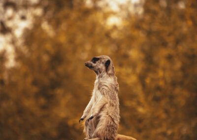 suricata, otoño, naturaleza, animal salvaje, mamífero, paisaje, tonos dorados, bosque, vida silvestre, vigilancia, fauna, libertad, hábitat natural, fotografía artística, entorno natural, conservación, exploración, animal exótico, fondo desenfocado, serenidad, equilibrio, aventura, biodiversidad, observación, retrato de fauna, naturaleza salvaje, composición visual, zoología, tranquilidad, belleza natural