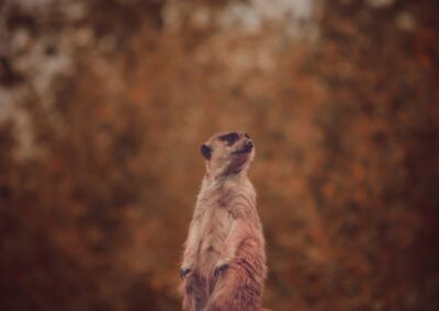 suricata, otoño, naturaleza, animal salvaje, mamífero, paisaje, tonos dorados, bosque, vida silvestre, vigilancia, fauna, libertad, hábitat natural, fotografía artística, entorno natural, conservación, exploración, animal exótico, fondo desenfocado, serenidad, equilibrio, aventura, biodiversidad, observación, retrato de fauna, naturaleza salvaje, composición visual, zoología, tranquilidad, belleza natural