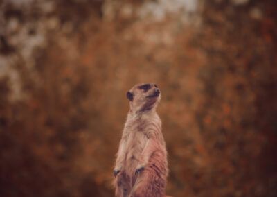 suricata, otoño, naturaleza, animal salvaje, mamífero, paisaje, tonos dorados, bosque, vida silvestre, vigilancia, fauna, libertad, hábitat natural, fotografía artística, entorno natural, conservación, exploración, animal exótico, fondo desenfocado, serenidad, equilibrio, aventura, biodiversidad, observación, retrato de fauna, naturaleza salvaje, composición visual, zoología, tranquilidad, belleza natural