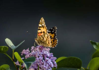 mariposa, flores lilas, naturaleza, insecto, jardín, polinización, flora, hojas verdes, primavera, macrofotografía, belleza natural, fauna, colorido, vida silvestre, delicadeza, libertad, entorno natural, floral, insecto polinizador, armonía, fotografía de naturaleza, detalle, color violeta, serenidad, biodiversidad, contemplación, elegancia, naturaleza viva, paisaje natural, equilibrio