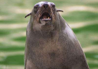león marino, mamífero marino, fauna marina, océano, agua, retrato animal, vida marina, naturaleza, animal acuático, costa, conservación, biodiversidad, mamífero, mirada, océano Pacífico, ecosistema marino, fotografía de fauna, animal salvaje, vida silvestre, mar, naturaleza viva, bigotes, comportamiento animal, zoología, especie marina, fotografía naturalista, retrato de fauna, entorno acuático, fuerza, libertad