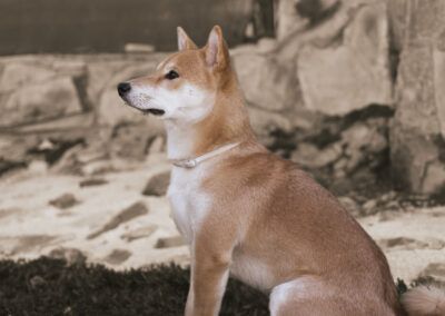 perro, shiba inu, perfil, sentado, jardín, mascota, animal, canino, retrato, exterior, piedra, césped, tono cálido, sepia, mirada, elegancia, tranquilidad, collar, cola, pelaje, naturaleza, perro atento, luz suave, composición artística, fotografía animal.