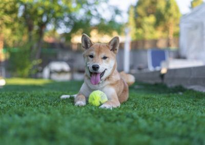 perro, shiba inu, pelota de tenis, césped, jardín, mascota, animal, canino, juego, diversión, exterior, naturaleza, verde, lengua, sonrisa, tumbado, retrato animal, perro feliz, juguete, verano, aire libre, luz natural, compañía, ocio, fotografía de mascotas.