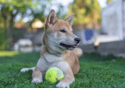 perro, shiba inu, pelota, pelota de tenis, césped, jardín, mascota, animal, canino, exterior, naturaleza, juego, juguete, verde, retrato, descanso, perro relajado, luz natural, desenfoque, profundidad de campo, aire libre, compañía, ocio, verano, fotografía animal.