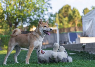 perro, shiba inu, jardín, peluche, juguete, mascota, animal, canino, juego, exterior, césped, alegría, lengua, perro feliz, naturaleza, diversión, aire libre, luz natural, cola, retrato animal, compañía, verano, actividad, desenfoque, fotografía de mascotas.