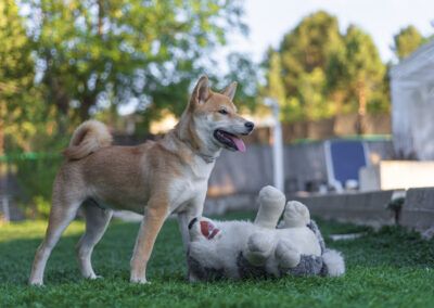 perro, shiba inu, césped, jardín, peluche, juguete, mascota, animal, canino, exterior, juego, diversión, perro feliz, lengua, verano, aire libre, naturaleza, luz natural, cola, retrato, compañía, actividad, verde, desenfoque, fotografía animal.