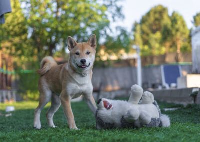 perro, shiba inu, jardín, peluche, juguete, mascota, animal, canino, mirada, retrato, césped, exterior, juego, diversión, expresión, perro feliz, lengua, naturaleza, aire libre, luz natural, compañía, cola, verde, verano, fotografía de mascotas.