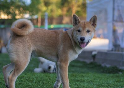 perro, cachorro, shiba inu, mascota, interior, suelo de madera, animal, canino, joven, retrato, mirada, cola, pelaje, doméstico, ternura, expresión, luz suave, fondo oscuro, patas, orejas, cachorro atento, compañía, hogar, fotografía animal, vida cotidiana.