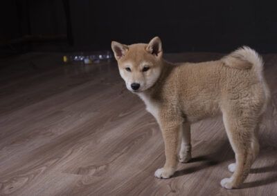 perro, cachorro, shiba inu, mascota, interior, suelo de madera, animal, canino, joven, retrato, mirada, cola, pelaje, doméstico, ternura, expresión, luz suave, fondo oscuro, patas, orejas, cachorro atento, compañía, hogar, fotografía animal, vida cotidian