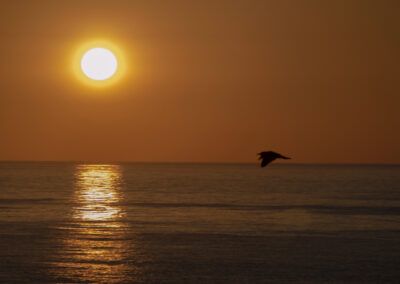 sol, atardecer, puesta de sol, mar, ave, silueta, vuelo, horizonte, reflejo, agua, océano, dorado, naranja, paisaje marino, libertad, calma, naturaleza, costa, cielo, fotografía de paisaje.