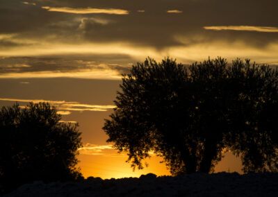 árboles, silueta, atardecer, cielo dorado, nubes, paisaje, naturaleza, campo, contraluz, luz cálida, horizonte, anochecer, exterior, calma, rural, vegetación, sombras, puesta de sol, fotografía de paisaje, ambiente dramático