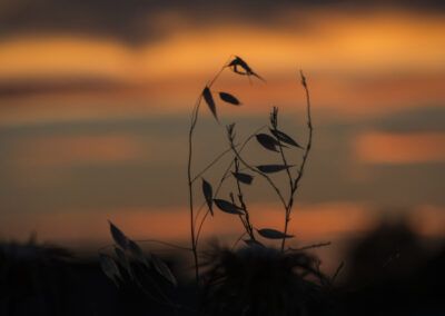 plantas, silueta, atardecer, naturaleza, fondo desenfocado, naranja, contraluz, hierbas, ramas, semillas, bokeh, calma, composición artística, luz cálida, paisaje abstracto, exterior, delicadeza, sombra, crepúsculo, fotografía creativa.