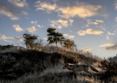 lobo, cánido, animal, carrera, movimiento, naturaleza, paisaje, campo, hierba seca, cielo, nubes, libertad, fauna, exterior, luz natural, escena salvaje, monte, vegetación, acción, fotografía de naturaleza.