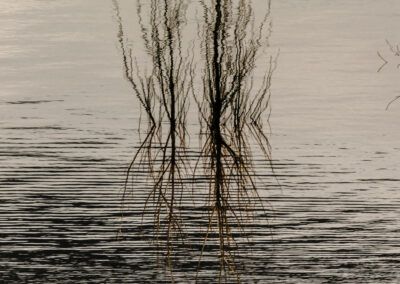 reflejo, agua, ramas, abstracto, naturaleza, textura, ondas, lago, río, espejo, líneas, vegetación, calma, composición artística, superficie, paisaje natural, minimalismo, sombras, detalle, fotografía abstracta.