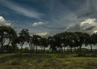 pinar, árboles, paisaje, naturaleza, cielo, nubes, campo, bosque, exterior, verde, luz natural, nubes dramáticas, horizonte, vegetación, tranquilidad, rural, panorama, paisaje natural, fotografía de paisaje, aire libre.