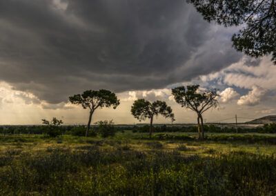 árboles, tormenta, nubes, cielo dramático, paisaje, naturaleza, campo, lluvia, luz, vegetación, verde, exterior, rural, horizonte, clima, atmósfera, contraste, paisaje natural, fotografía de paisaje, dramatismo.