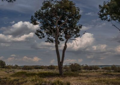 árbol, árbol solitario, paisaje, naturaleza, cielo, nubes, campo, pino, ramas, exterior, vegetación, calma, horizonte, luz natural, composición, paisaje rural, bosque, tranquilidad, fotografía de paisaje, entorno natural.
