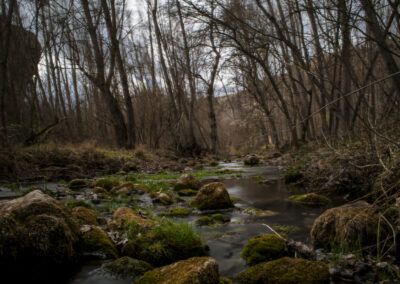 arroyo, río, bosque, rocas, musgo, agua, naturaleza, paisaje, árboles, vegetación, larga exposición, corriente, invierno, calma, sendero natural, humedad, verde, piedras, fotografía de paisaje, entorno natural.