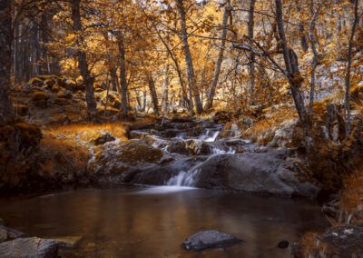 cascada, bosque, otoño, arroyo, río, agua, rocas, hojas, árboles, naturaleza, larga exposición, tonos dorados, paisaje, musgo, corriente, tranquilidad, montaña, vegetación, fotografía de paisaje, ambiente natural.