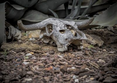 cráneo, cuernos, serpiente, naturaleza, huesos, reptil, tierra, piedras, plantas, desierto, misterio, vida salvaje, contraste, textura, muerte, fauna, escena natural, árido, composición, fotografía artística.
