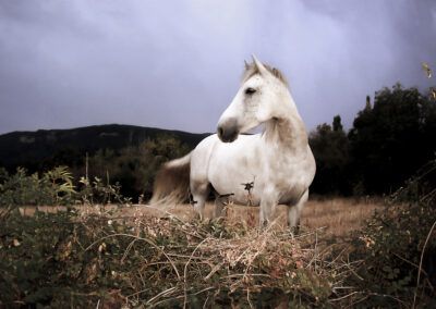 caballo, caballo blanco, naturaleza, paisaje, campo, rural, montaña, animal, equino, exterior, libertad, fuerza, elegancia, cielo, nubes, vegetación, hierba seca, arbustos, escena rural, retrato animal, ambiente dramático, luz natural, campo abierto, vida salvaje, fotografía artística.
