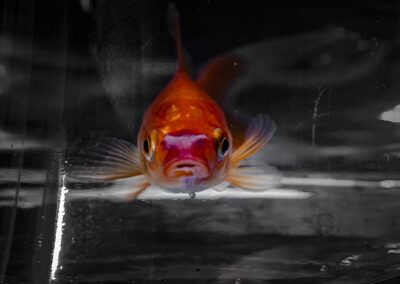 pez dorado, pez naranja, acuario, vida acuática, retrato animal, color selectivo, blanco y negro, agua, fauna acuática, fotografía artística, mirada frontal, minimalismo, naturaleza, pez ornamental, detalle, animal exótico, contraste, creatividad, reflejo, pecera, mascota acuática, retrato creativo, composición visual, color intenso, mundo submarino, acuático, elegancia, expresión animal, originalidad, arte visual