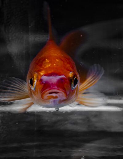pez dorado, pez naranja, acuario, vida acuática, retrato animal, color selectivo, blanco y negro, agua, fauna acuática, fotografía artística, mirada frontal, minimalismo, naturaleza, pez ornamental, detalle, animal exótico, contraste, creatividad, reflejo, pecera, mascota acuática, retrato creativo, composición visual, color intenso, mundo submarino, acuático, elegancia, expresión animal, originalidad, arte visual