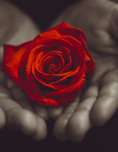 rosa roja, amor, romanticismo, flor, manos, ternura, regalo, pasión, sentimientos, emoción, cariño, belleza, delicadeza, simbolismo, protección, afecto, pareja, romance, San Valentín, naturaleza, flor roja, sensibilidad, poesía visual, detalle floral, esperanza, respeto, elegancia, fotografía artística, armonía, corazón