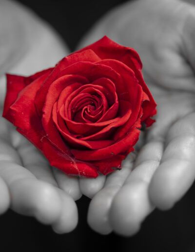 rosa roja, blanco y negro, color selectivo, amor, pasión, romanticismo, flor, arte fotográfico, contraste, elegancia, belleza, simbolismo, emoción, manos, sentimiento, detalle floral, monocromo, fotografía artística, romance, San Valentín, delicadeza, ternura, creatividad, flor roja, composición visual, estética, regalo, poesía visual, corazón, sensibilidad