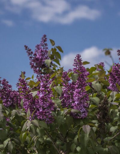lila, flores, púrpura, primavera, jardín, naturaleza, cielo azul, flores silvestres, arbusto, colorido, floral, botánica, exterior, paisaje, ramas, hojas verdes, estación, frescura, natural, floración, aroma, parque, belleza natural, vegetación, campo