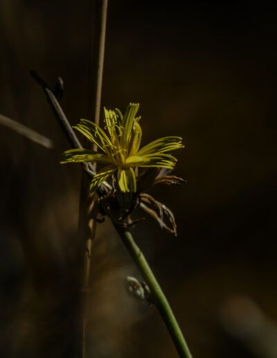 flor amarilla, macro, naturaleza, detalle, minimalismo, pétalos, planta silvestre, jardín, luz suave, fondo oscuro, botánica, delicadeza, belleza natural, floración, composición, bokeh, primavera, flora, enfoque selectivo, natural