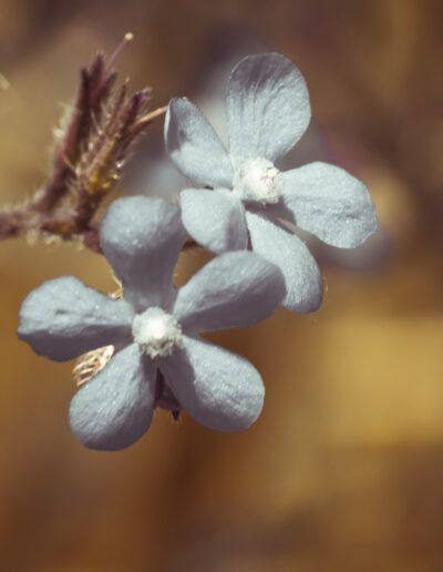 flores blancas, macro, naturaleza, pétalos, delicadeza, floración, botánica, primavera, detalle, fondo desenfocado, bokeh, suavidad, floral, planta silvestre, belleza, minimalista, natural, jardín, luz cálida