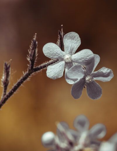 flores blancas, macrofotografía, pétalos, naturaleza, floral, delicado, primavera, botánica, enfoque selectivo, fondo cálido, bokeh, detalle, jardín, belleza natural, composición artística, planta silvestre, suave, elegante