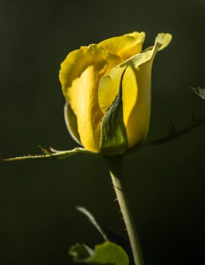 rosa amarilla, capullo, flor, jardín, naturaleza, pétalos, macro, belleza, floral, romanticismo, primavera, botánica, amarillo, delicadeza, luz natural, planta ornamental, detalle, elegancia, floración