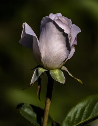 rosa blanca, flor, contraluz, pétalos, elegancia, naturaleza, jardín, romanticismo, belleza, floral, macro, delicadeza, luz cálida, bokeh, primavera, botánica, pureza, arte floral, composición artística