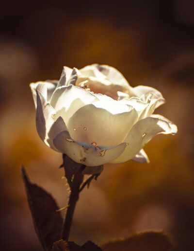 rosa blanca, capullo, flor, jardín, naturaleza, pétalos, elegancia, delicadeza, pureza, botánica, macro, primavera, floral, belleza natural, fondo desenfocado, romanticismo, detalle