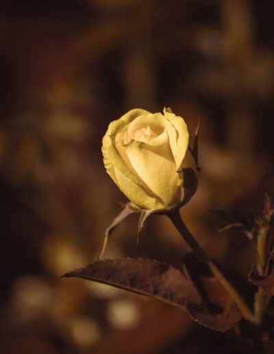 capullo, rosa, flor, naturaleza, jardín, pétalos, luz cálida, macro, delicadeza, romanticismo, botánica, floral, belleza natural, composición artística, fondo desenfocado, primavera