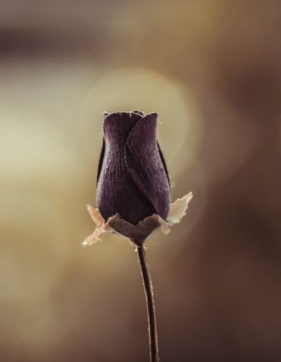 cardo, flor púrpura, espinas, naturaleza, planta silvestre, macro, botánica, detalle, textura, campo, flora, salvaje, vegetación, resistencia, belleza natural, jardín silvestre
