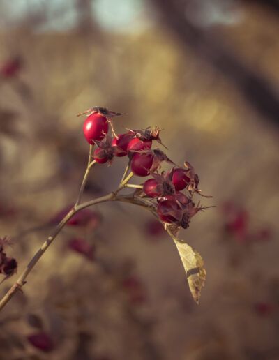 escaramujo, fruto rojo, rosa silvestre, naturaleza, otoño, bayas, rojo, rama, macro, detalle, campo, botánica, silvestre, fondo desenfocado, bokeh, tonos cálidos, paisaje natural, semillas, belleza natural, textura, luz cálida, arbusto, flora, delicado, fotografía artística