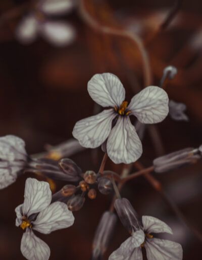 flor blanca, nervaduras, macro, naturaleza, pétalos, botánica, detalle, delicadeza, floral, primavera, fondo oscuro, bokeh, belleza natural, planta silvestre, textura, elegancia, composición artística, suavidad, jardín, flora