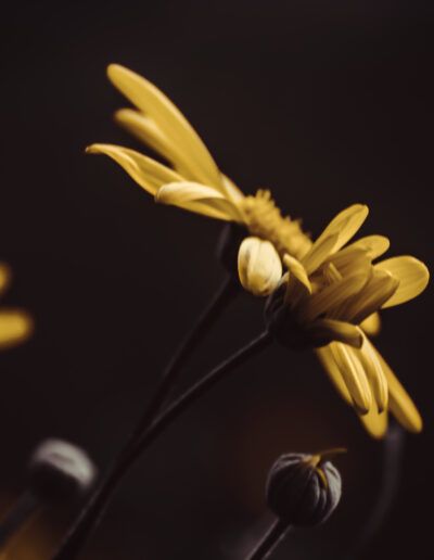 flor amarilla, macro, naturaleza, pétalos, floral, botánica, detalle, primavera, jardín, fondo oscuro, bokeh, belleza natural, luz suave, composición artística, planta silvestre, delicadeza, textura