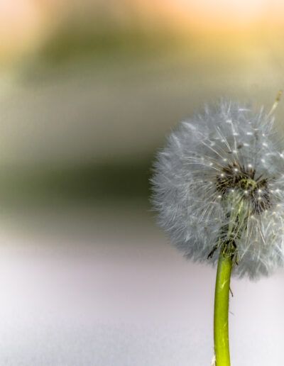 diente de león, semillas, naturaleza, macro, blanco, primavera, dispersión, viento, delicadeza, ligereza, botánica, flor silvestre, detalle, fondo desenfocado, ciclo de vida, serenidad, minimalismo, belleza natural, esferas de semillas, flora