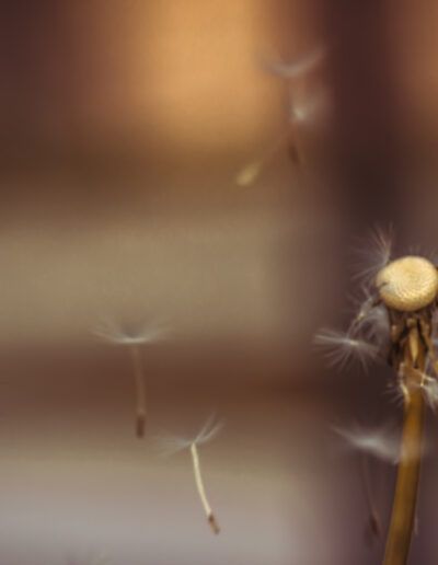 diente de león, semillas volando, viento, naturaleza, libertad, movimiento, macro, dispersión, delicadeza, ligereza, poesía visual, primavera, fondo desenfocado, minimalismo, belleza natural, efímero, serenidad, inspiración