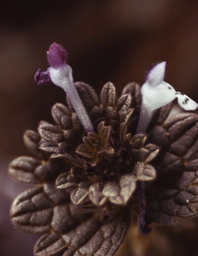 flor púrpura, flor silvestre, macro, naturaleza, botánica, detalle, hojas, textura, planta silvestre, violeta, primavera, jardín, flora, delicadeza, enfoque selectivo, belleza natural, composición artística, color púrpura