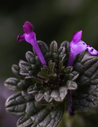 apullo floral, brote, primavera, naturaleza, crecimiento, floración, macro, detalle, botánica, planta, jardín, ramas, rojo, textura, desarrollo, flora, vida, renacimiento, fondo desenfocado